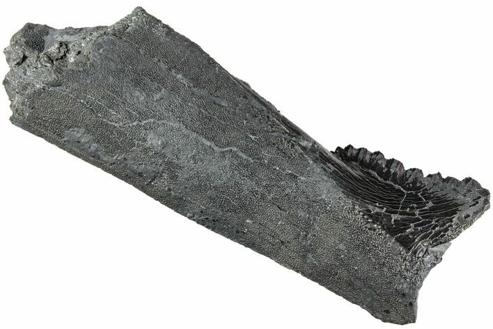 Bizarre Edestus Shark Tooth In Jaw Section - Carboniferous #238489